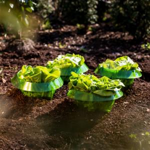 Garden Cloche  