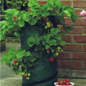 Pop Up Plant Bag  